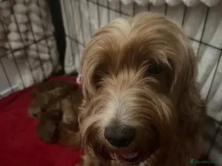 Cockapoo dogs 7 DEEP RED COCKAPOO’S‼️ - Advert 1