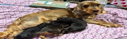 Cocker Spaniel dogs for sale: Beautiful Kc reg show type cocker spaniels  - Advert 5
