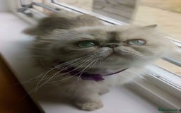 Persian cats for sale: Pure Persian 11 month old girl available now - Image 12