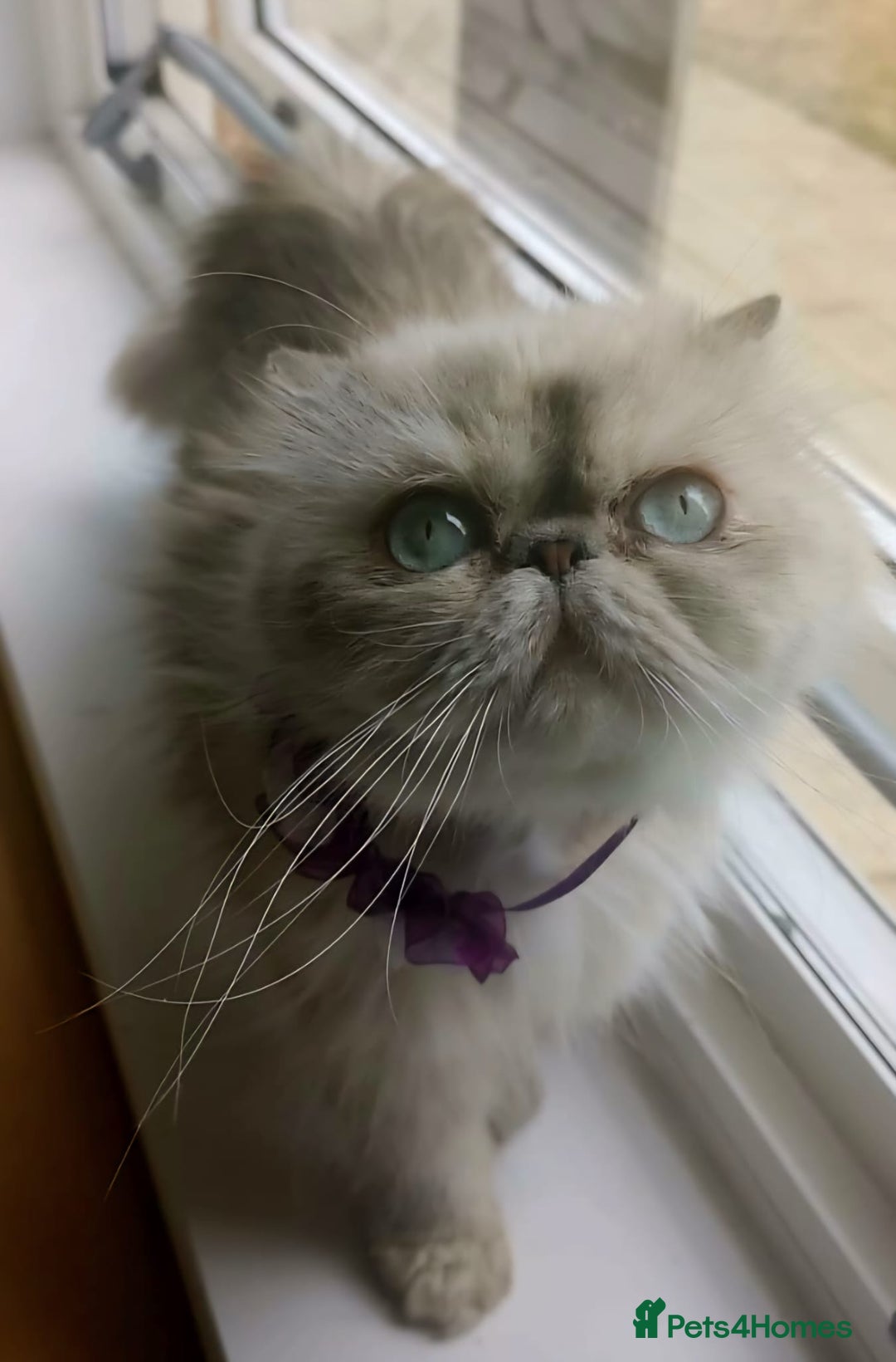 Persian cats for sale: Pure Persian 11 month old girl available now - Image 12
