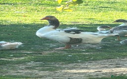 Geese poultry for sale: Baby Geese (8 available) - Image 4