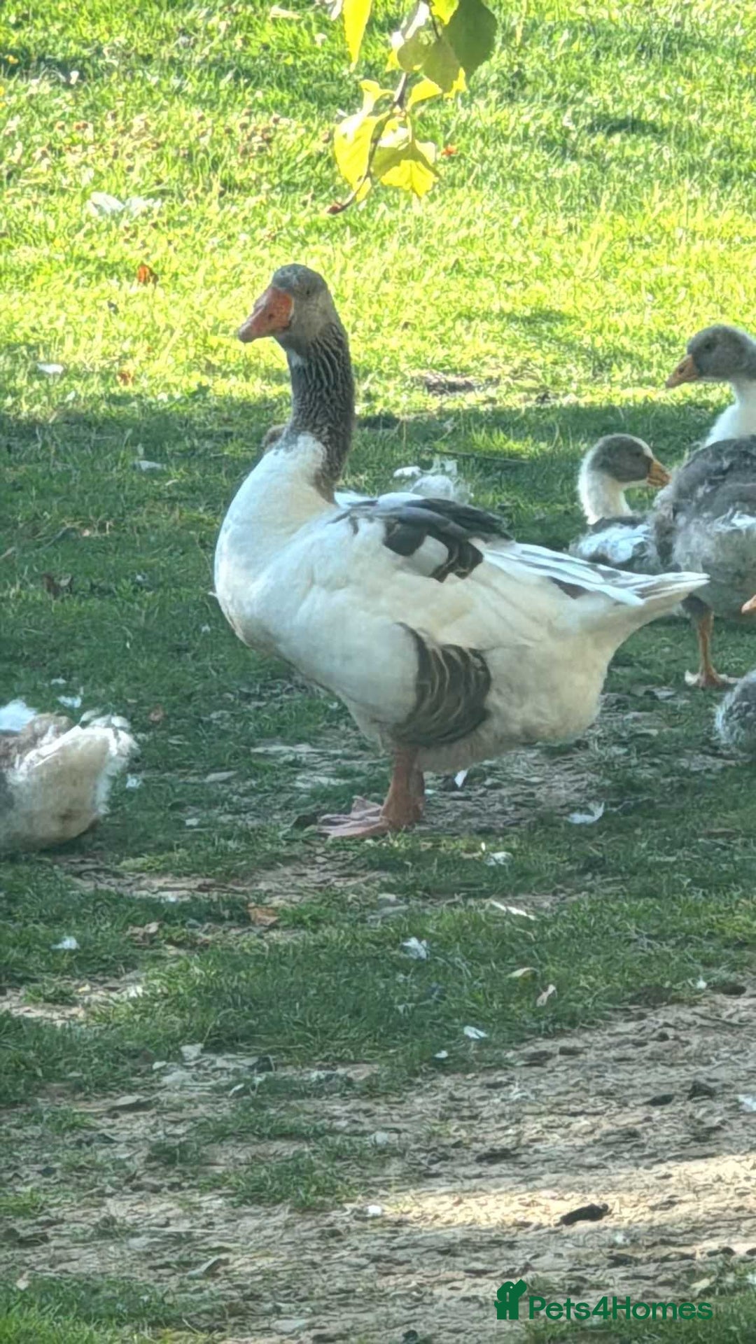 Geese poultry for sale: Baby Geese (8 available) - Image 4