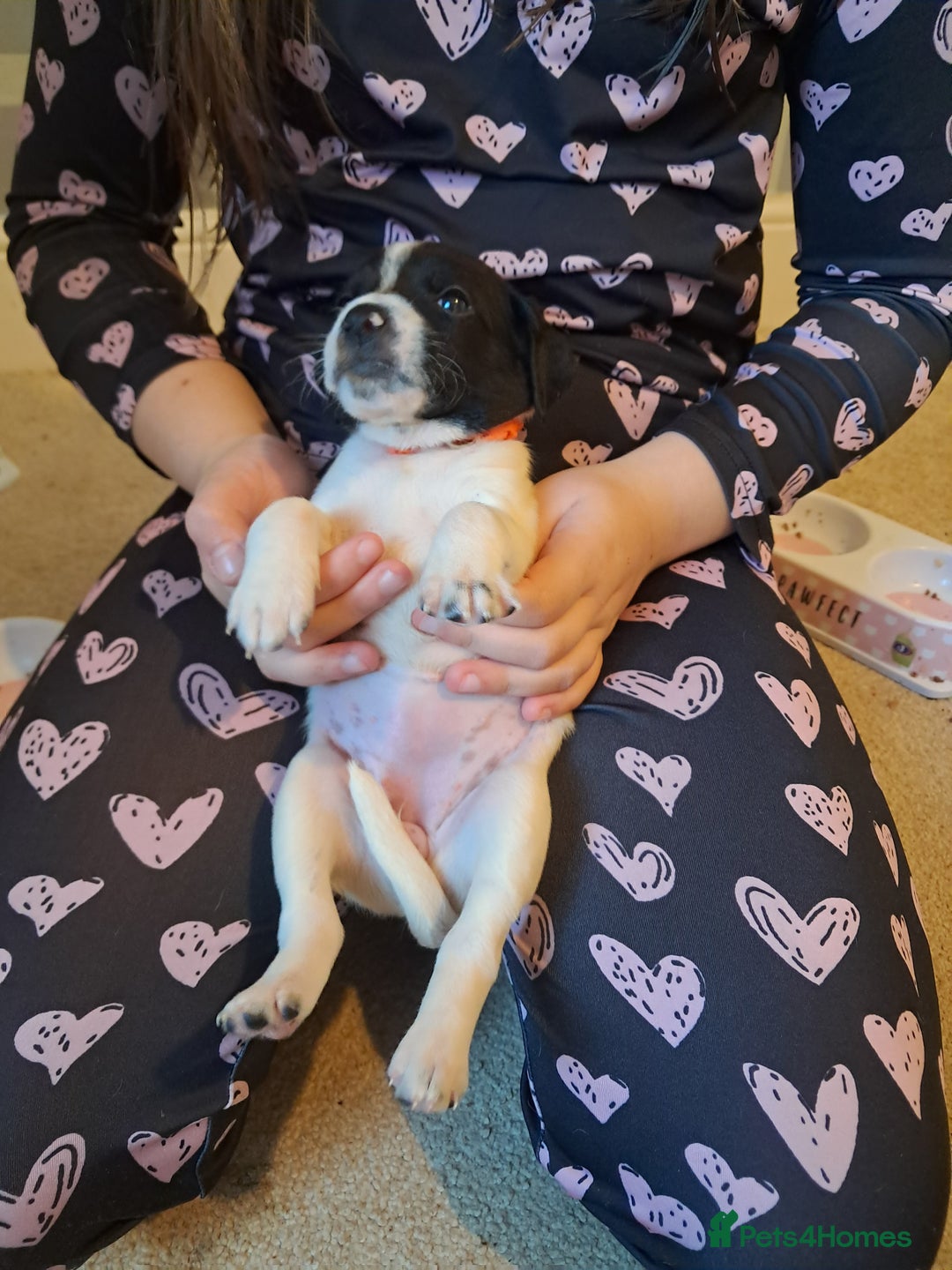 Mixed Breed dogs for sale: Splurcherpoo puppys - Image 10