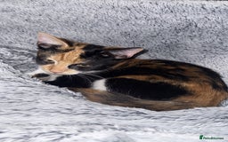 British Shorthair cats for sale: Playful Kitten  - Image 7