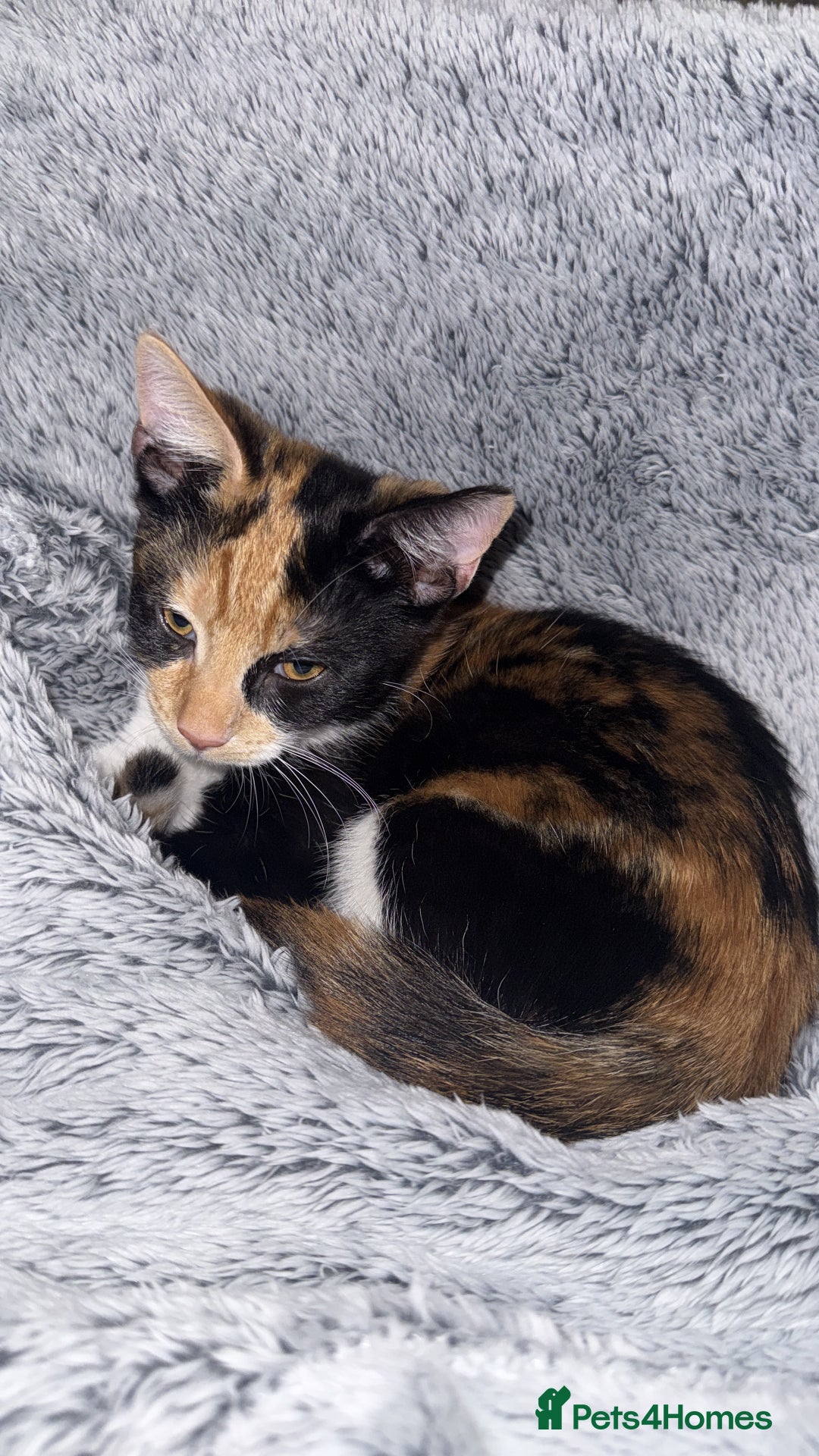 British Shorthair cats for sale: Playful Kitten  - Image 7