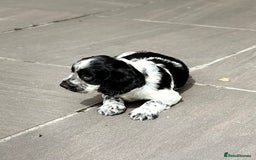 Cocker Spaniel dogs for sale: Gorgeous Cocker Spaniel Litter - Image 4