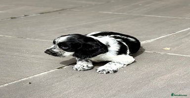 Cocker Spaniel dogs - Advert 6