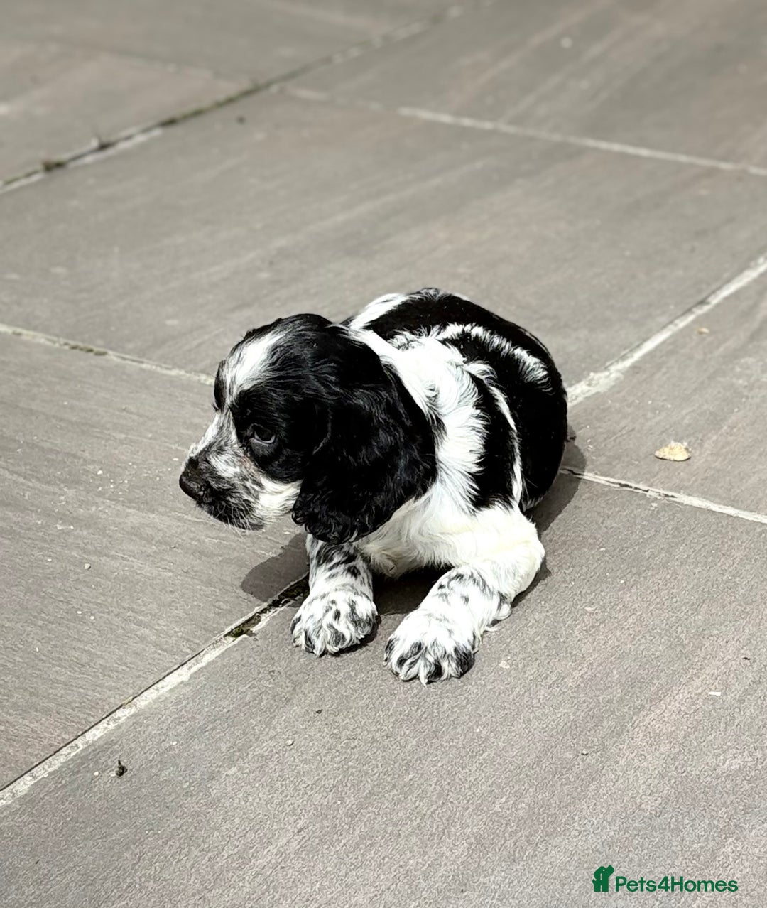 Cocker Spaniel dogs for sale: Gorgeous Cocker Spaniel Litter - Image 4
