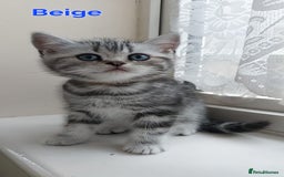 British Shorthair cats for sale: Silver Tabby kittens  in Rochester - Image 4
