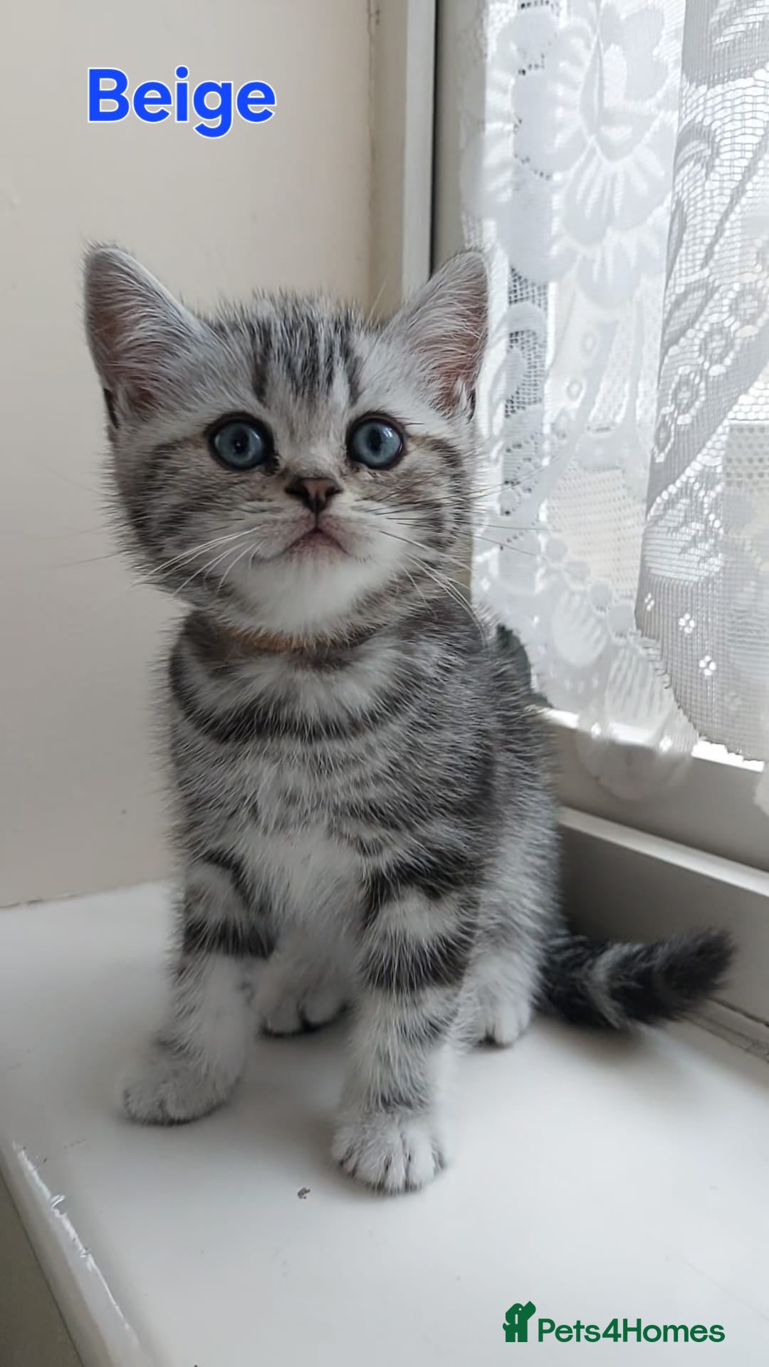 British Shorthair cats for sale: Silver Tabby kittens  in Rochester - Image 4