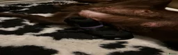 Sprocker dogs for sale: Beautiful sprocker puppies  in Redditch - Advert 11