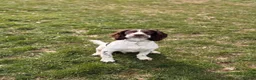 English Springer Spaniel dogs for sale: 9 month springer  - Advert 17