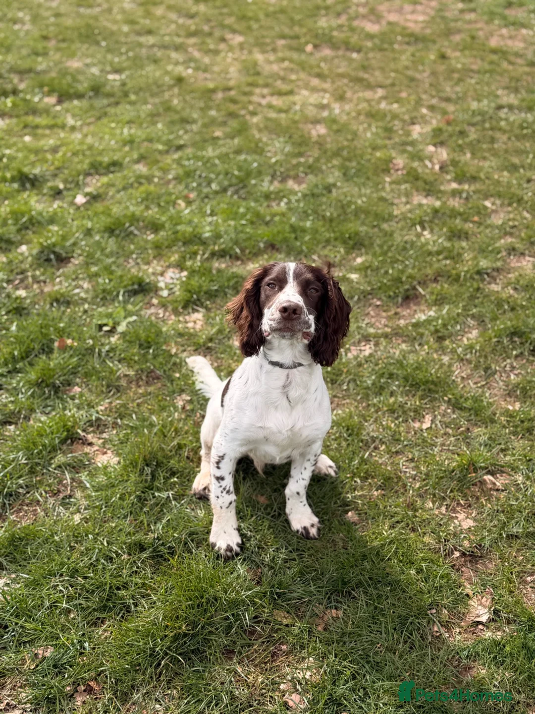 English Springer Spaniel dogs for sale: 9 month springer  - Advert 17