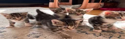 Mixed Breed cats for sale: 5 Beautiful Tabby Kittens for sale ❤️❤️ - Advert 9