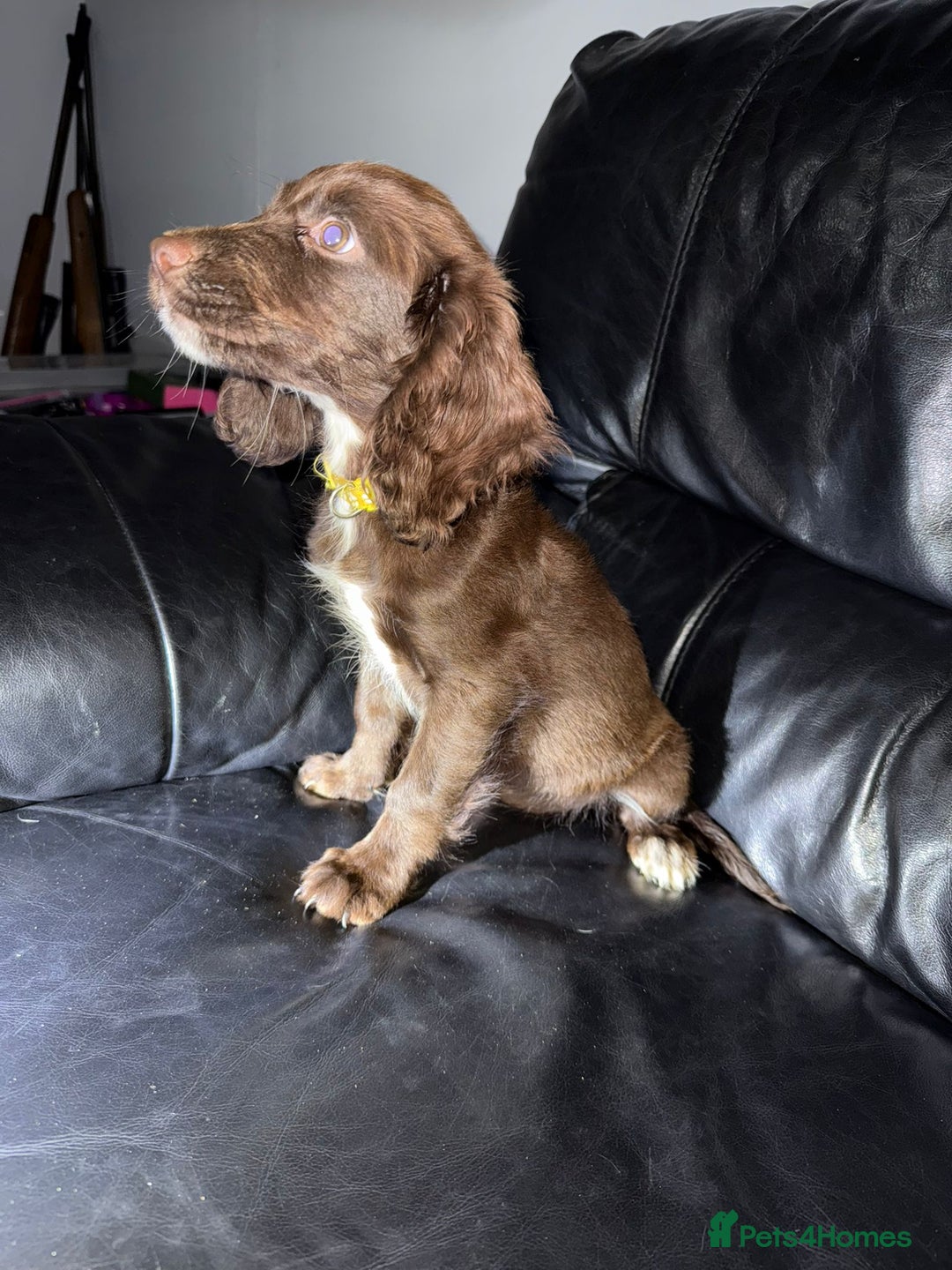 Cocker Spaniel dogs for sale: 2 cocker spaniel pups - Image 1