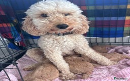 Miniature Poodle dogs for sale: Miniature poodle - Image 19