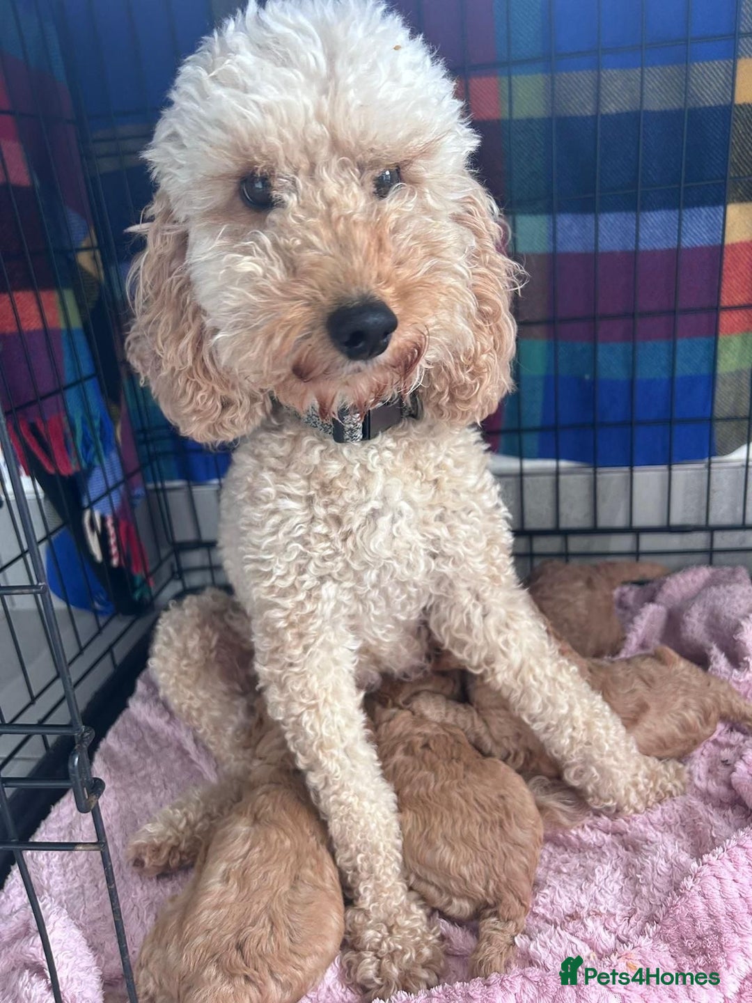 Miniature Poodle dogs for sale: Miniature poodle - Image 19