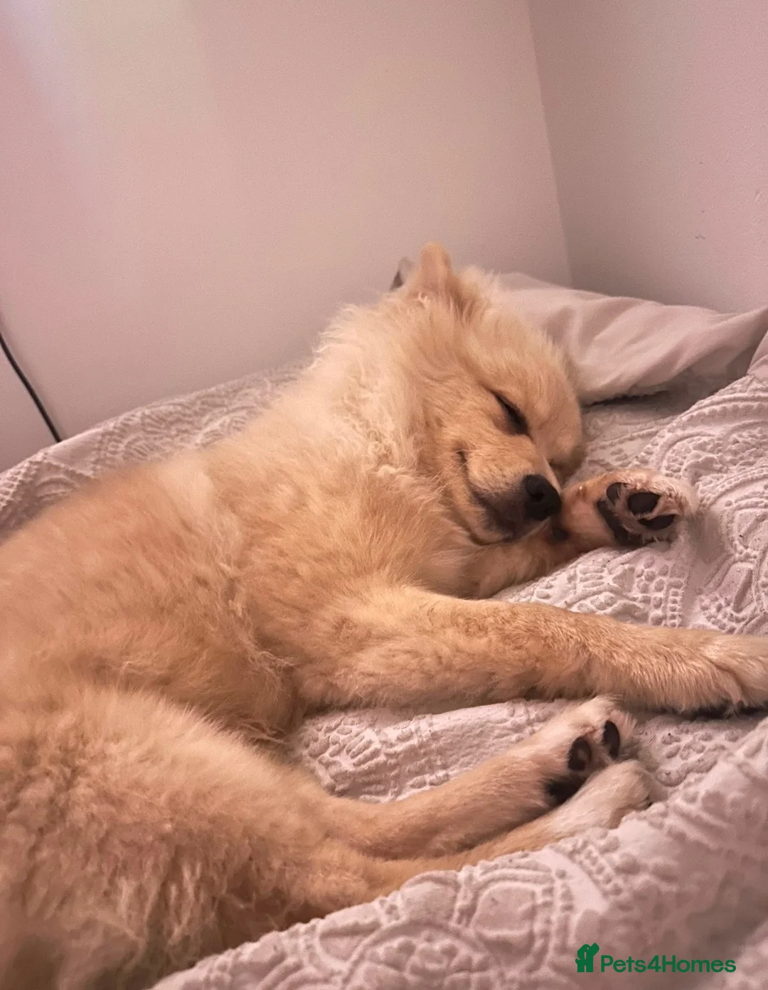 Pomeranian dogs for sale: Pomeranian 5 months old. 1 Male only  - Advert 4