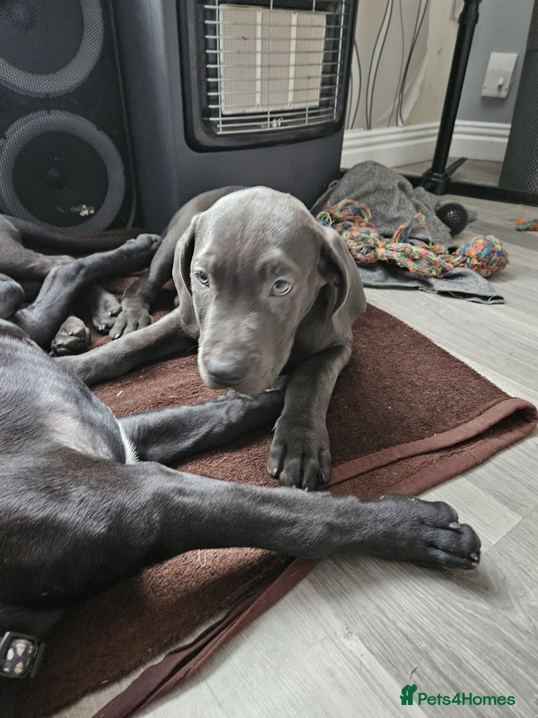 Mixed Breed dogs for sale: 3 labrador mix pupies - Advert 3