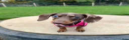 Miniature Dachshund dogs for sale: 2 Year old dabble miniature dachshund  in Leigh-on-Sea - Advert 8