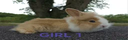 Lionhead rabbits for sale: Lionhead bunnies  - Advert 3