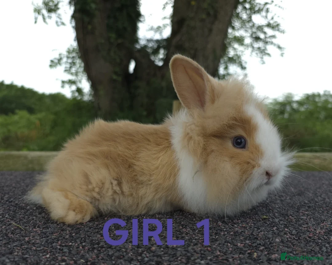 Lionhead rabbits for sale: Lionhead bunnies  - Advert 3