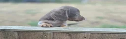 Miniature Dachshund dogs for sale: Ready Now  - Advert 10