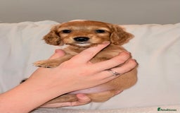 Mixed Breed dogs for sale: Daxipoo - Image 5