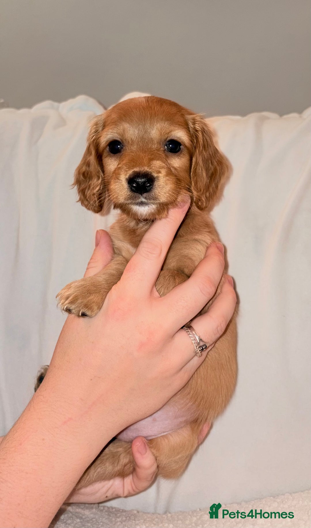 Mixed Breed dogs for sale: Daxipoo - Image 5