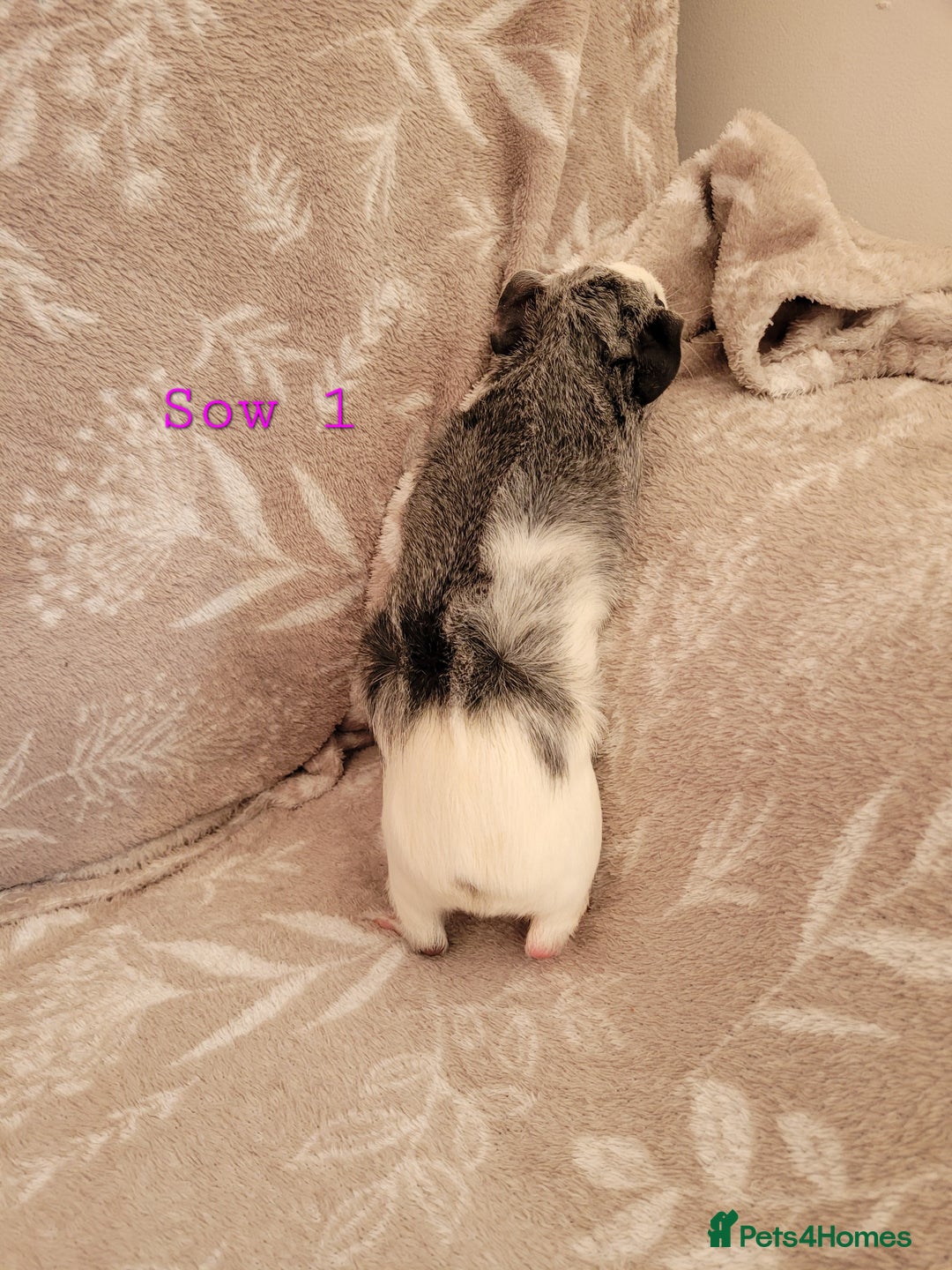 Guinea Pig rodents for sale: Beautiful baby girl guinea pigs  - Advert 2