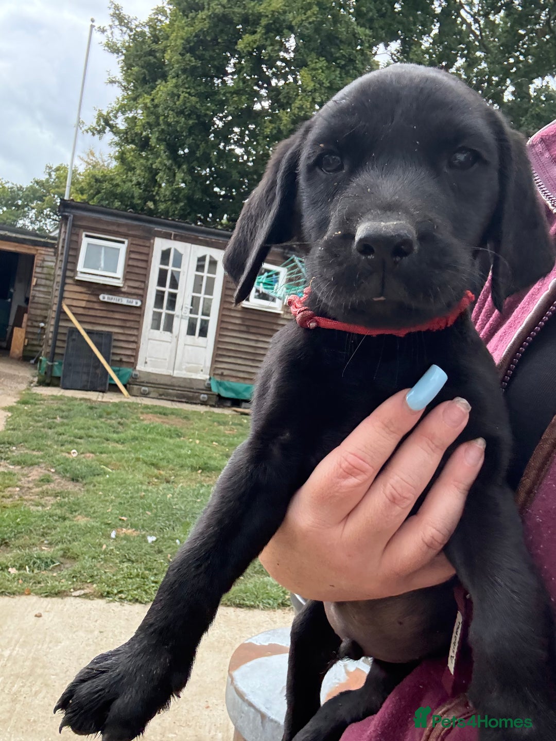 Labrador Retriever dogs for sale: Stunning KC reg black labs READY THIS WEEKEND - Image 5