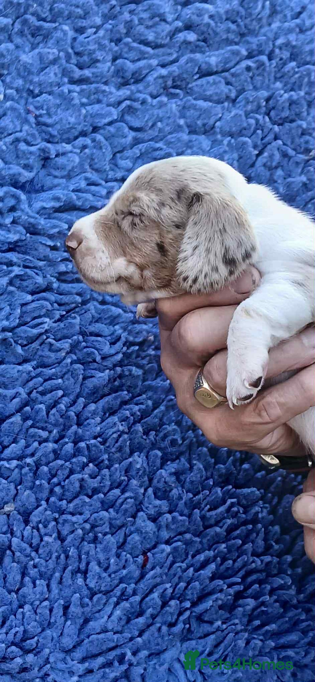 Dachshund dogs for sale: 3 Stunning boy puppies for sale - Image 3