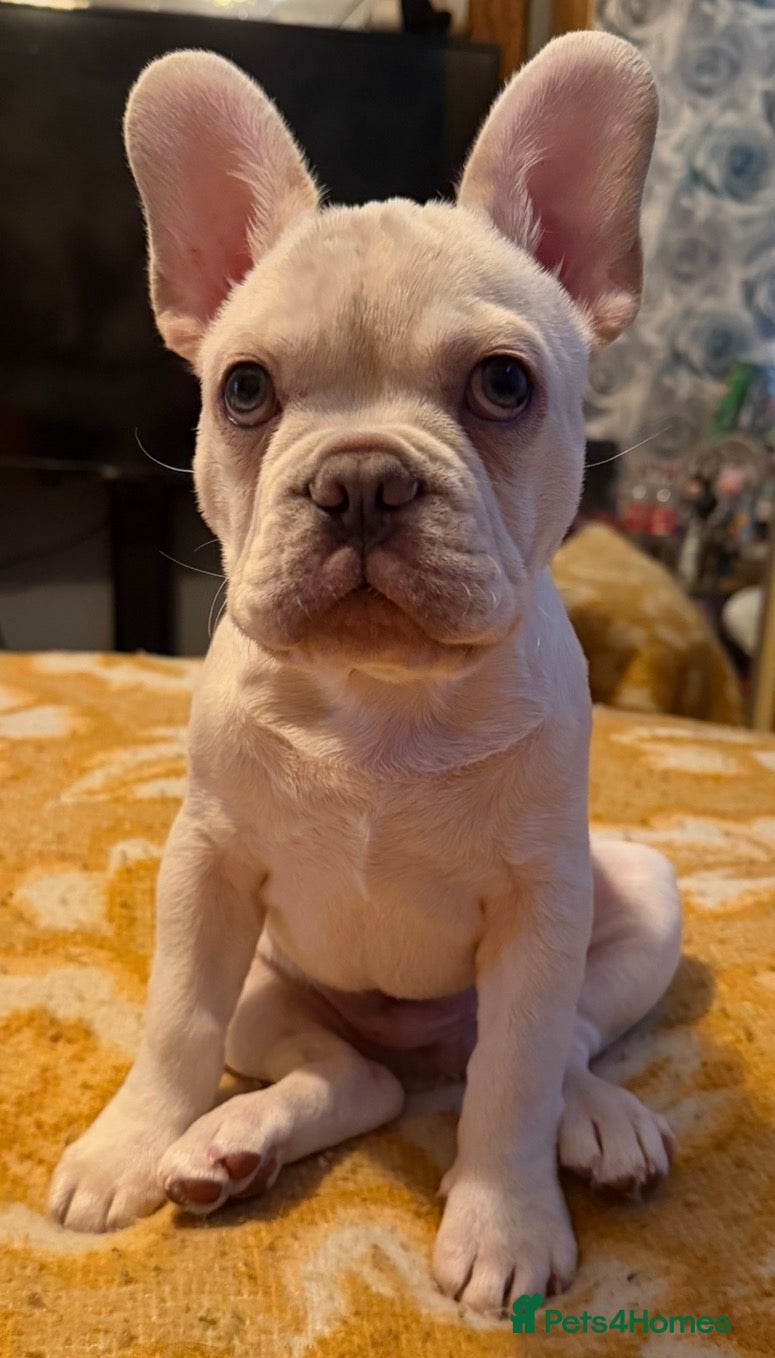 French Bulldog dogs Meet rocco - Advert 1