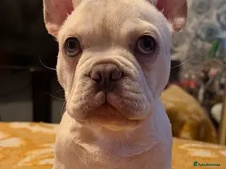 French Bulldog dogs Meet rocco - Advert 9