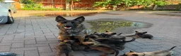 Belgian Shepherd Dog dogs for sale: BELGIAN MALINOIS PUPPIES – READY NOW! Birmingham - Advert 5