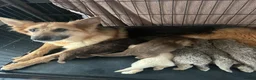German Shepherd dogs for sale: German Shepherd Puppies Liver Tan Isabella Tan  - Advert 35