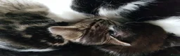 Mixed Breed cats for sale: Kittens ready now,  - Advert 5
