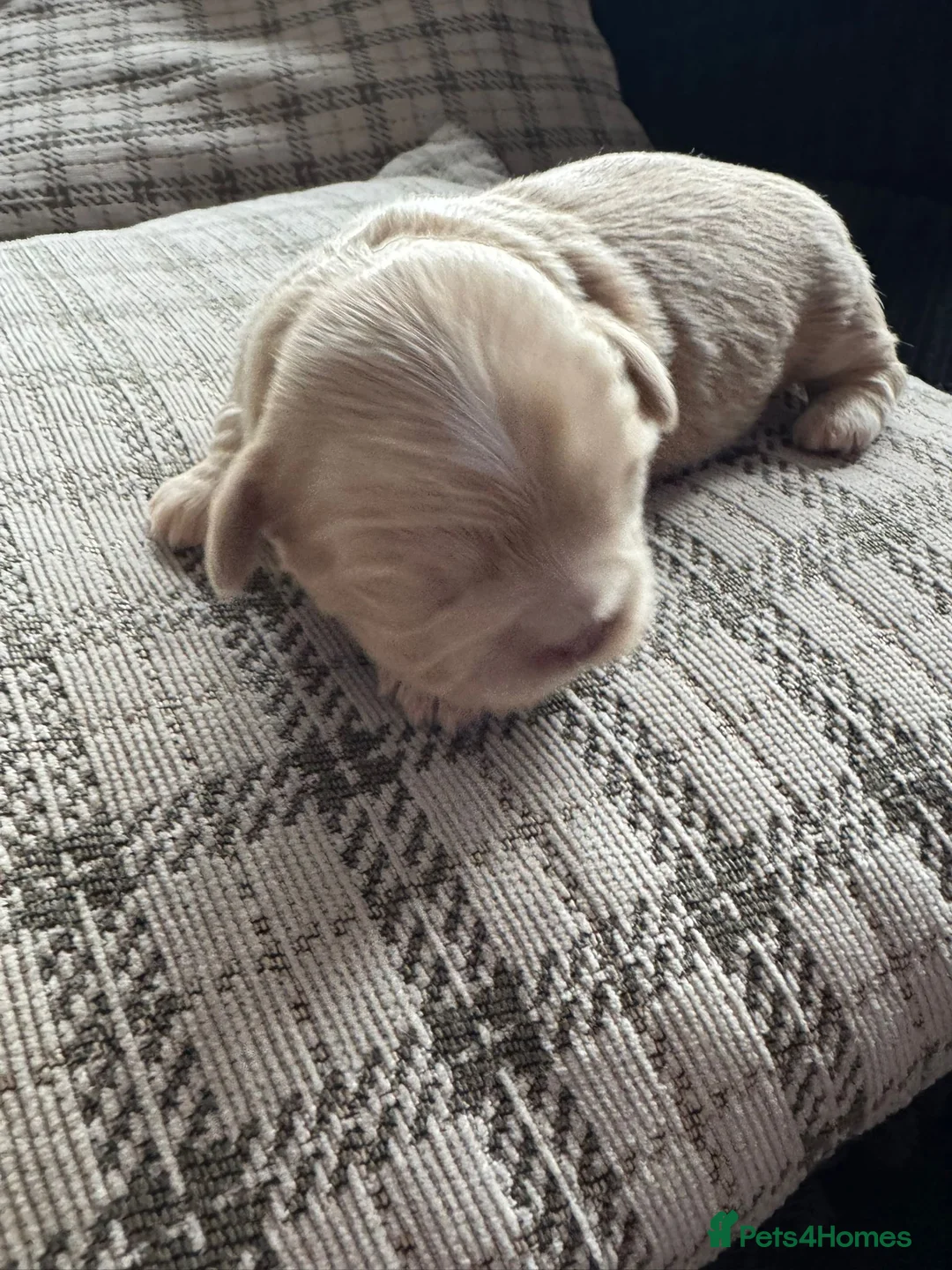 Shih Tzu dogs for stud: Stunning Lavender Dobie Shih Tzu in Motherwell - Advert 5