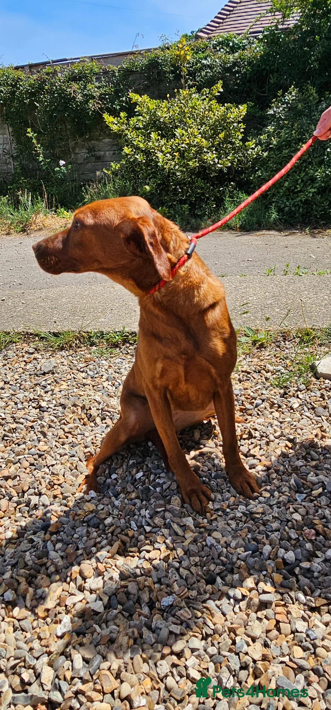 Labrador Retriever dogs for sale: Female red labrador retriever  in Bury Saint Edmunds - Advert 4