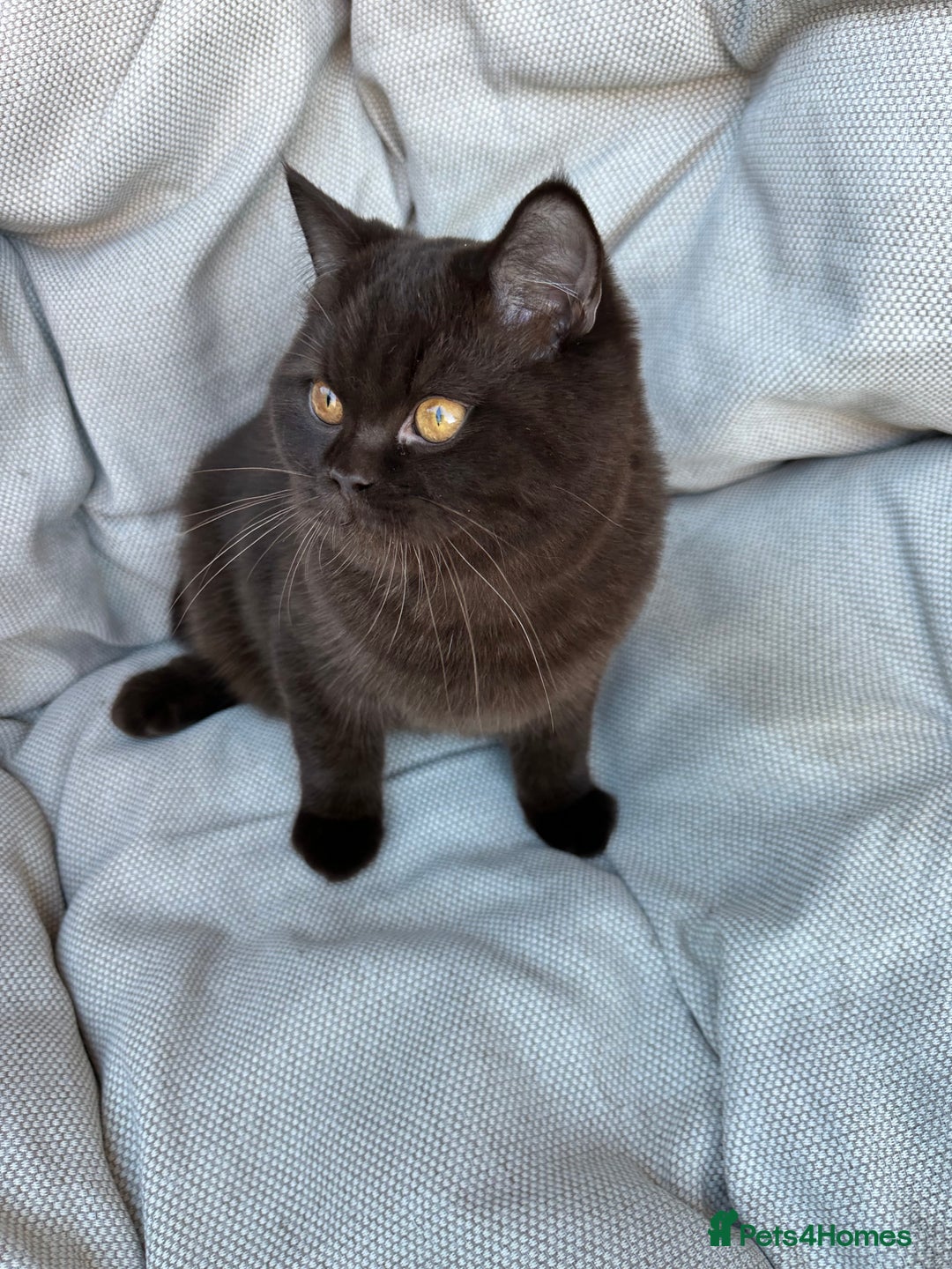 British Shorthair cats for sale: Ready British Shorthair Chunky Kittens - Advert 11