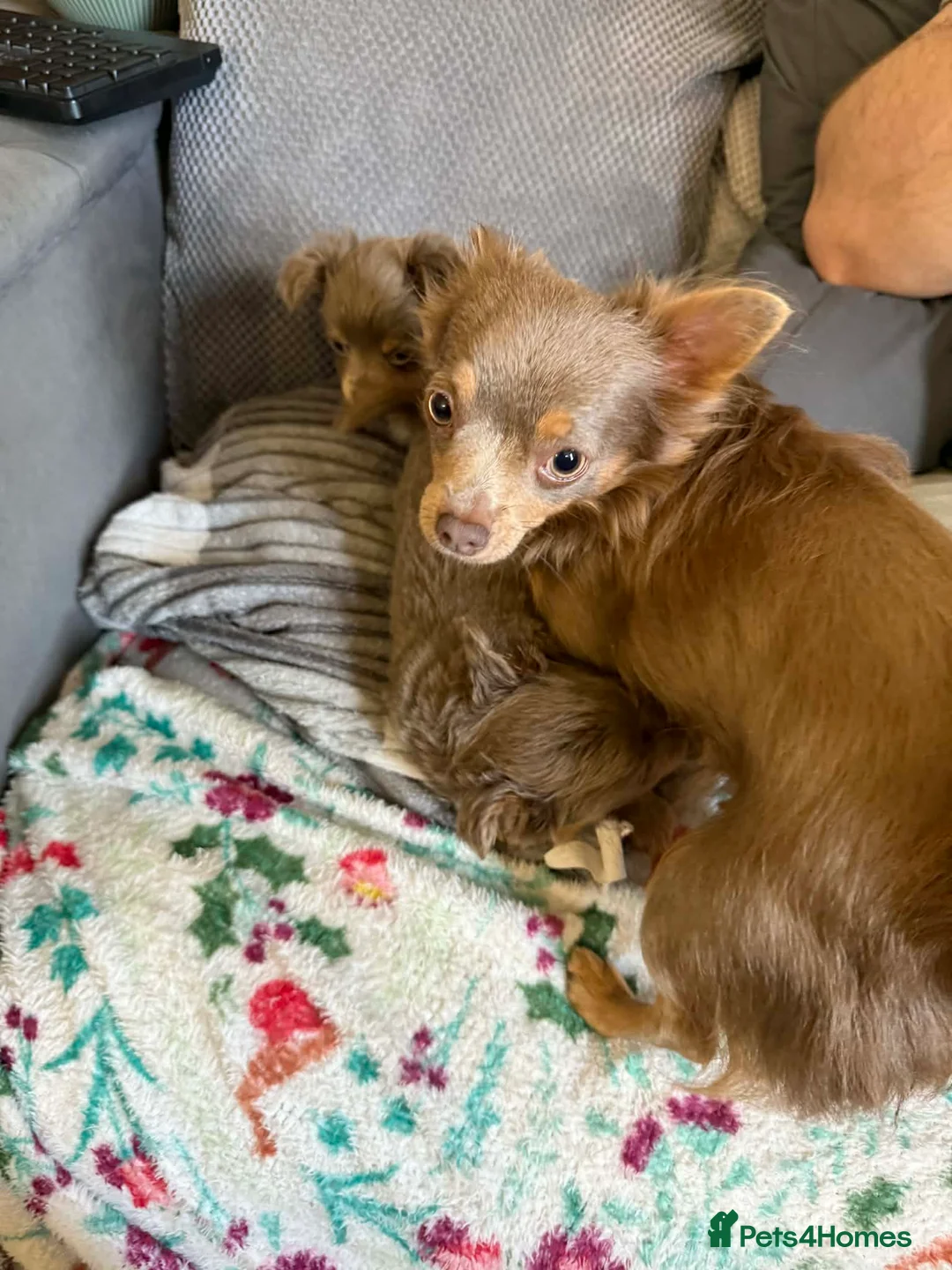Chihuahua dogs for sale: Beautiful fluffy Chihuaha pups for sale - Advert 2