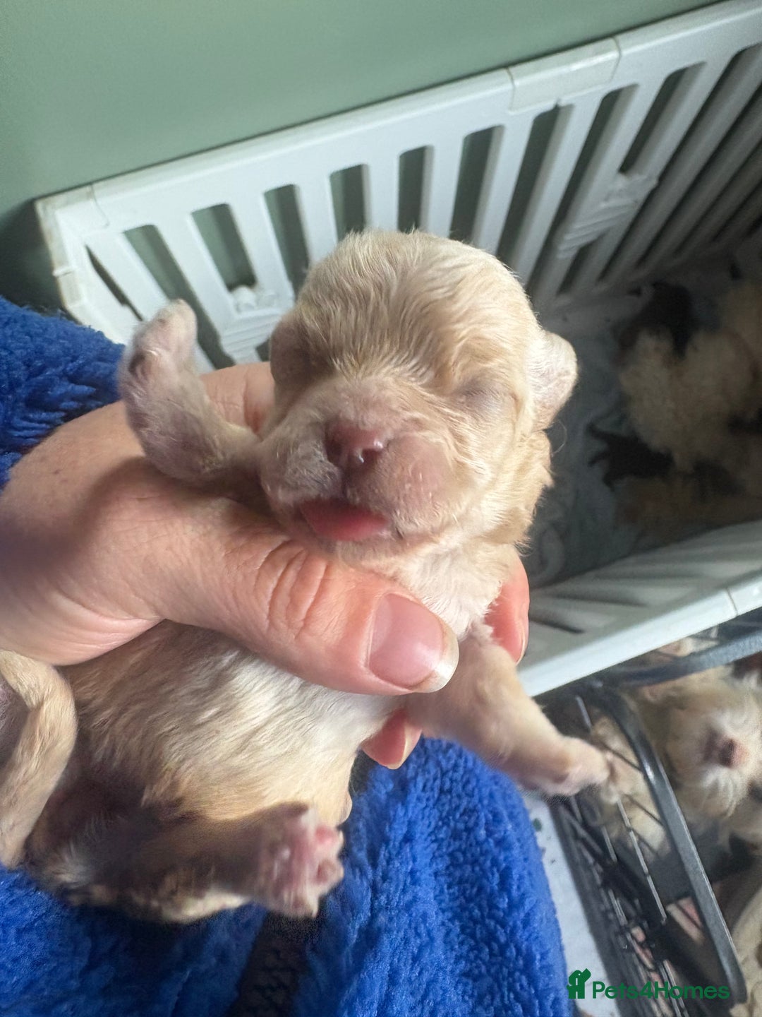 Poochon dogs for sale: Poochon pups - Image 3