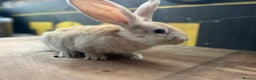Continental Giant rabbits for sale: Pure continental giants  - Advert 1
