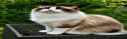 Ragdoll cats for sale: WORLD BEATIFUL RAGDOLL KITTEN / FIFE - Advert 2