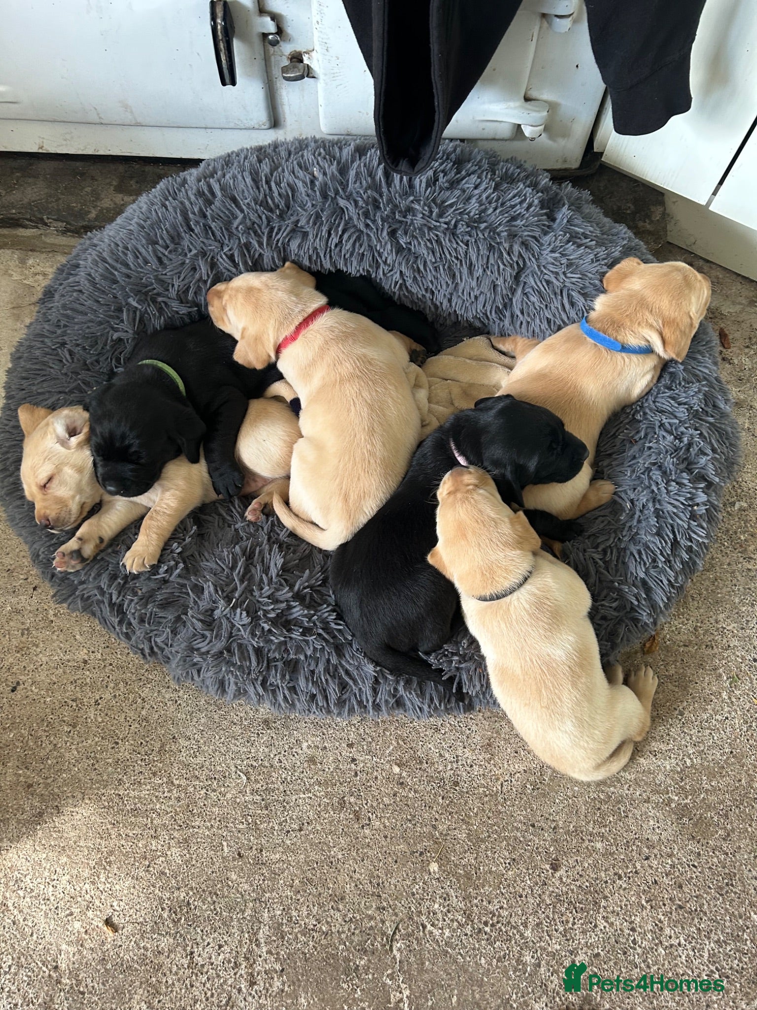 Labrador Retriever dogs Beautiful Labrador puppies - Advert 1