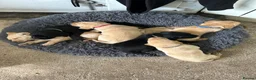 Labrador Retriever dogs for sale: Beautiful Labrador puppies - Advert 1