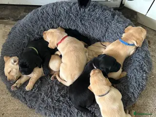 Labrador Retriever dogs Beautiful Labrador puppies - Advert 6