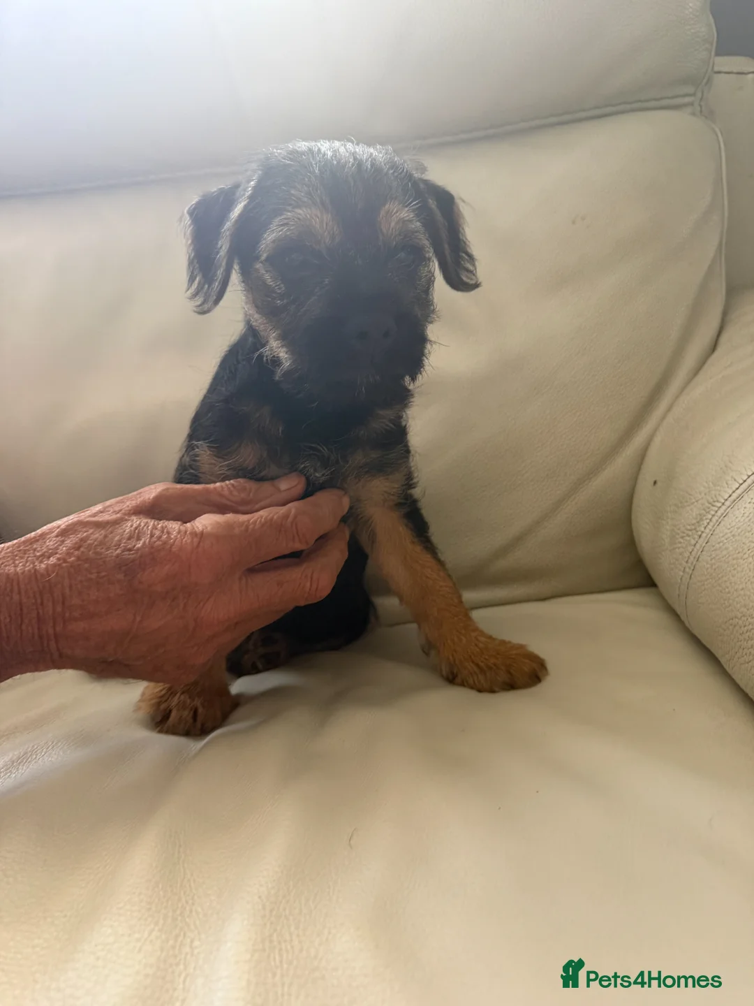 Border Terrier dogs for sale: Male border terrier puppy - Advert 8