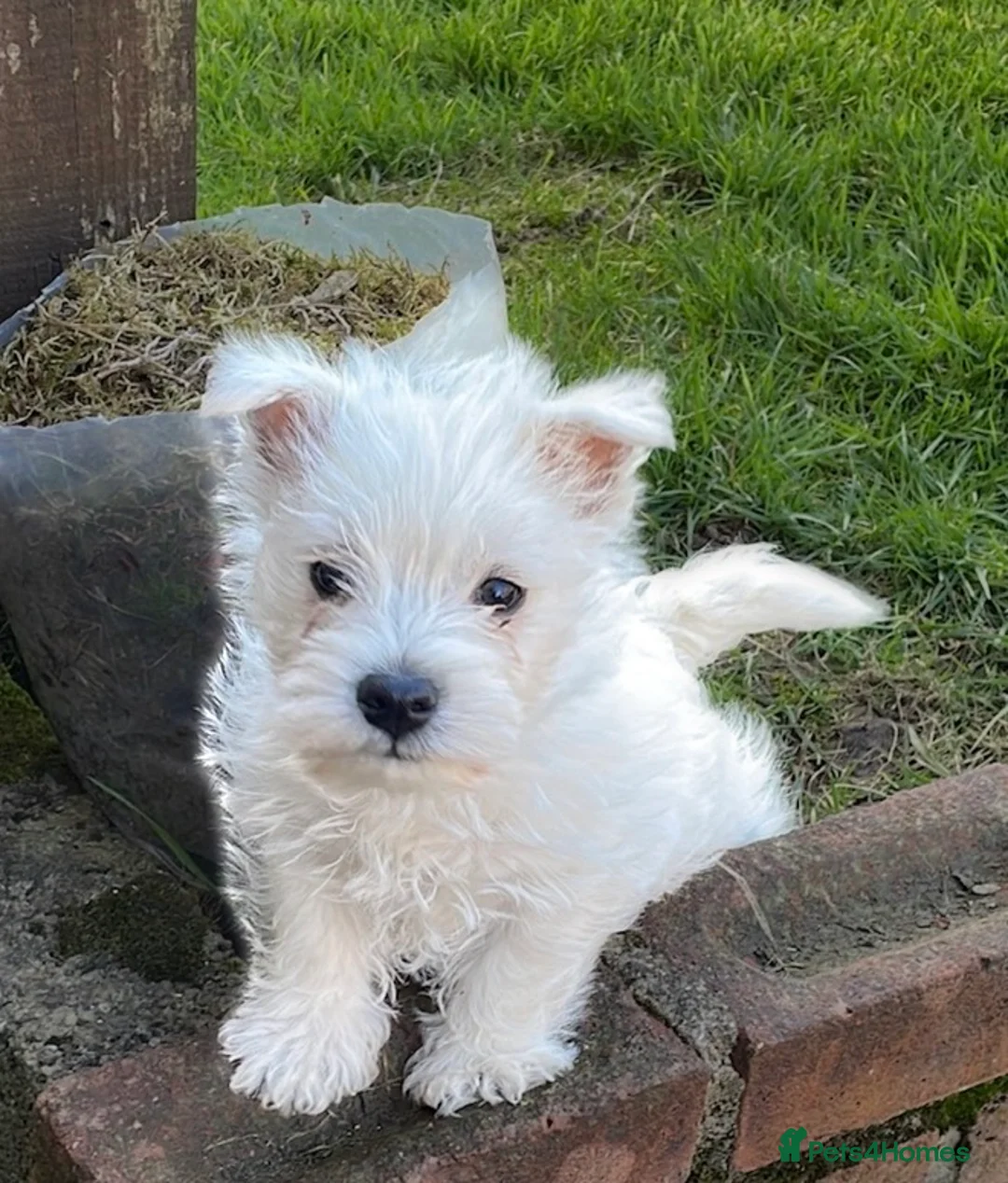 West Highland Terrier dogs for sale: Westie male puppies for sale - Advert 1