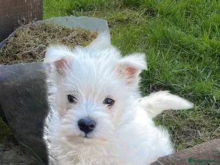 West Highland Terrier dogs Westie male puppies for sale - Advert 4